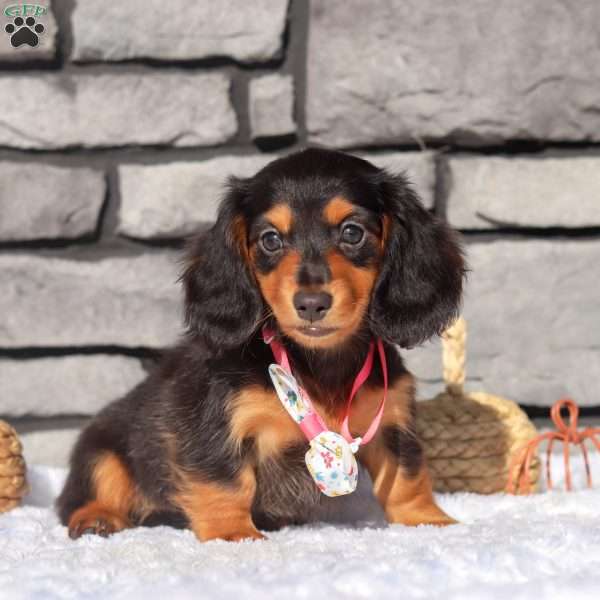 Sally, Dachshund Puppy